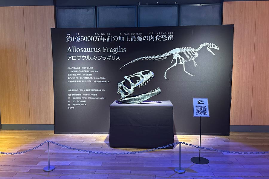 骨格標本の背面にストレッチスタンドで読みやすいキャプション